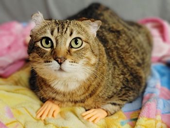 Close-up portrait of a cat relaxing on bed