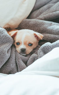 Portrait of puppy chihuahua dog relaxing on bed