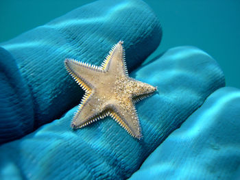 High angle view of starfish in sea