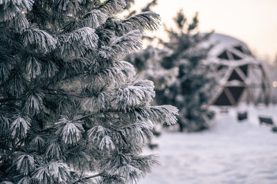 Close-up of tree