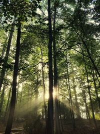 Low angle view of trees in forest