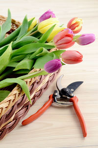 Close-up of tulips in basket with pruning shears on table