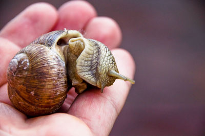 Cropped hand holding snail