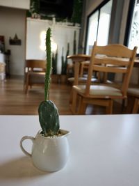 Close-up of potted plant on table at home