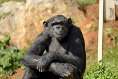 Portrait of monkey sitting in zoo