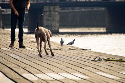 Low section of man standing with dog on promenade by river