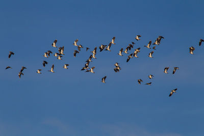 Low angle view of birds flying in sky