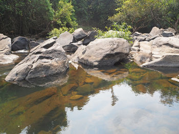 Scenic view of lake in forest