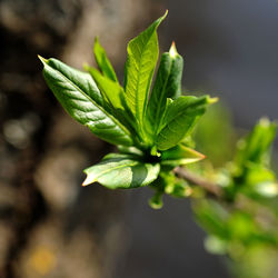 Close-up of fresh green leaves