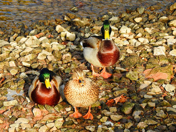 High angle view of bird in water