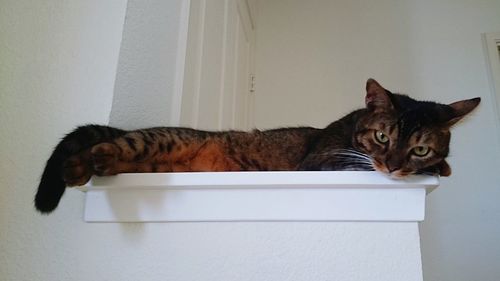 Close-up of cat relaxing against wall