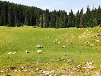 Sheep grazing on field against sky