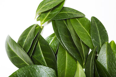 Close-up of fresh green plant