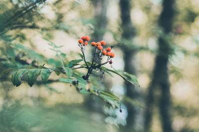 Close-up of berries growing on tree