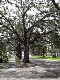 Street amidst trees in park