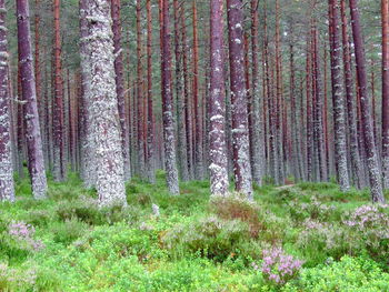 View of bare trees in forest