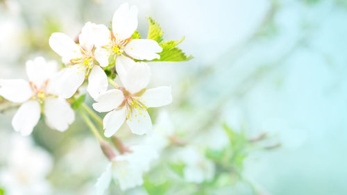 Close-up of white cherry blossoms