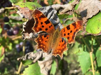 Close-up of butterfly perching on plant