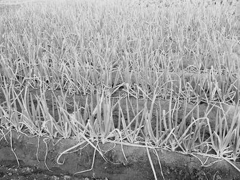 Close-up of grass on field