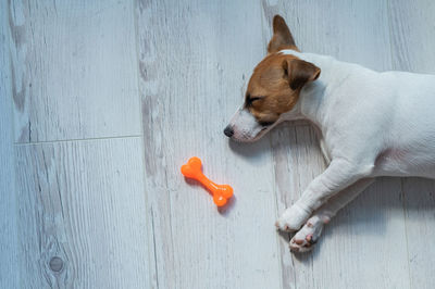 High angle view of dog on floor