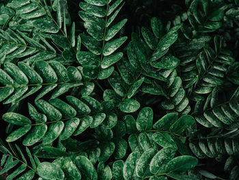 Full frame shot of green leaves