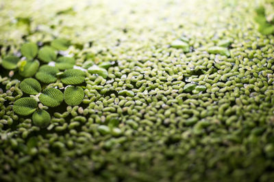 Full frame shot of green leaves