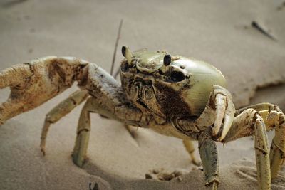 High angle view of crab on sand