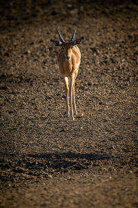 Male common impala crosses bare rocky pan