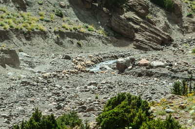 Plants growing on rocks