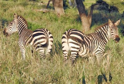 Zebras in a field