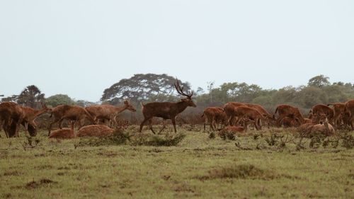 Horses on field against sky