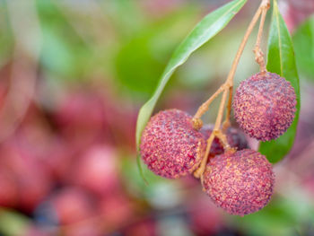 Close-up of fruits growing on plant