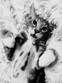 Close-up of cat