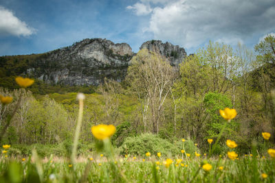 Yellow flowering plants on field