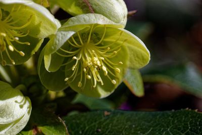 Close-up of flowering plant