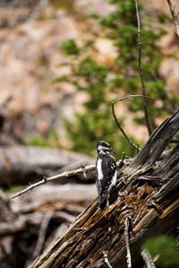 Close-up of bird perching on tree