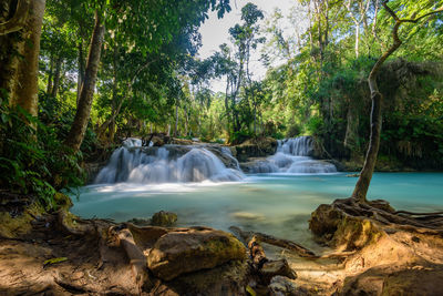 Scenic view of waterfall in forest