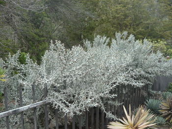 View of flower trees