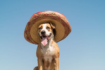 Low angle view of dog wearing hat against clear blue sky