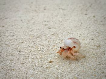 Close-up of crab on sand