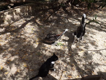 High angle view of birds on land