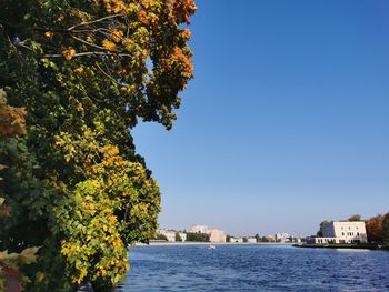 Tree by building against clear blue sky