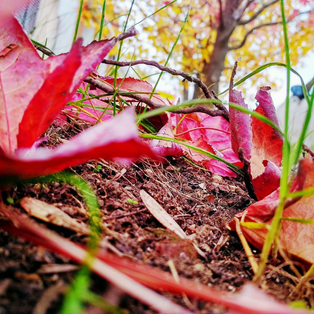 CLOSE-UP OF RED LEAVES ON PLANT