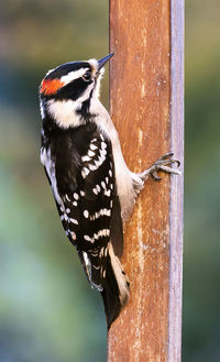 Close-up of bird perching on feeder