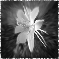 Close-up of flower against blurred background