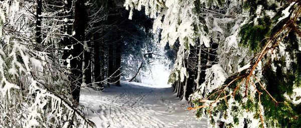 Close-up of frozen trees in winter