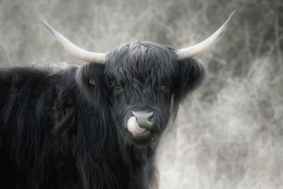 Close-up of highland cow