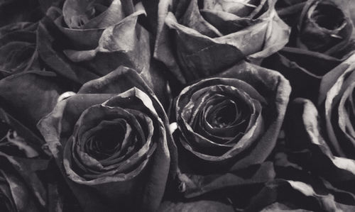 Close-up of rose roses