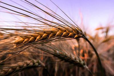 Close-up of cereal plant growing on agricultural field