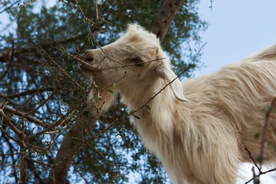 Goat eating plant against clear sky